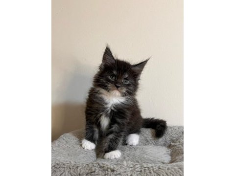 Xxl şecereli şampiyon kan hattı black maine coon