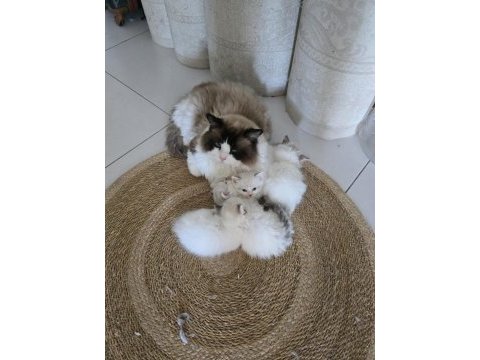 Ayrıcalıklı olmak isteyenlere ragdoll yavrular
