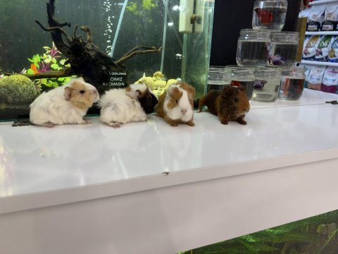 Ginepig yavruları citypetshop