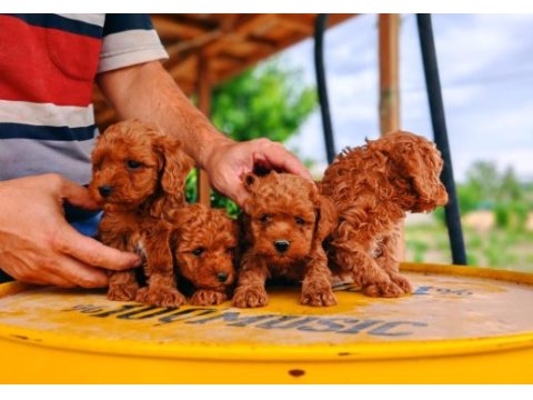 Minik red poodle bebek