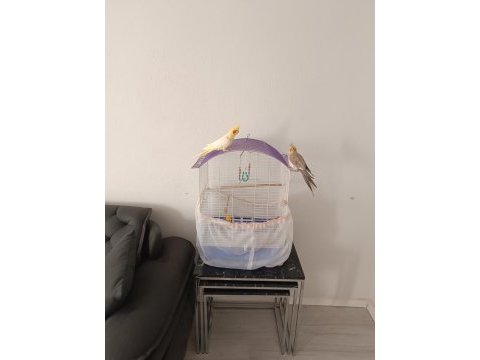 Sultan papağanı ve komple set