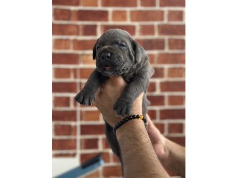 Dev cane corso yavruları