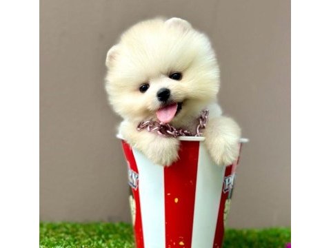 Sevimli pomeranian boo yavrularımız