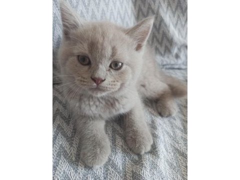 British shorthair ve scottish fold sahiplendirme