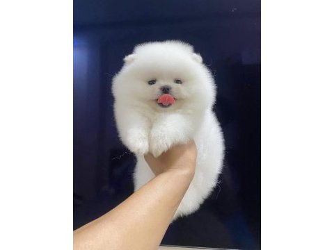 Yeni yuvalarını bekleyen ırk garantili yavru köpekler