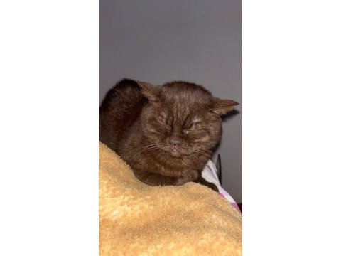 British shorthair kediler