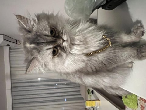Chinchilla yuva arıyoruz