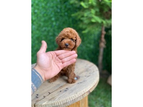 Toy poodle mini boy dişi yavrumuz
