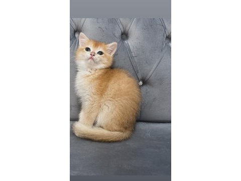 Ny11 ve ay11 safkan british shorthair golden bebekler