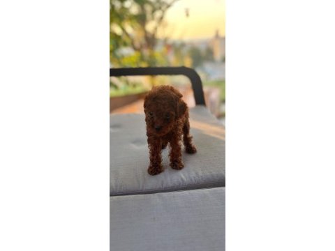Toy poodle kore teacup hepsi mevcuttur