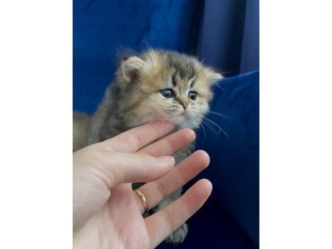 British longhair2 aylık dişi ve erkek yavru