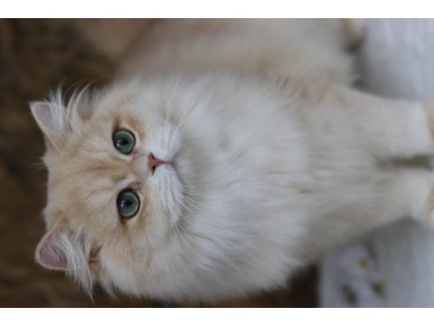 British longhair erkek kedimiz