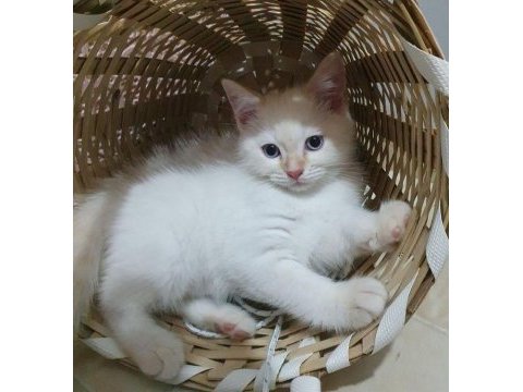 Orjinal safkan british shorthair yavrular