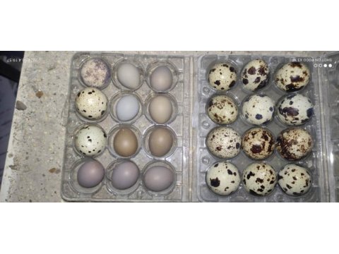 Bıldırcın yumurtası
