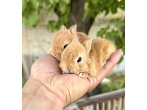 Netherland dwarf karamel tavşanlar