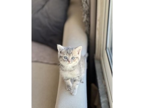 İnsan canlısı british shorthair yavrum
