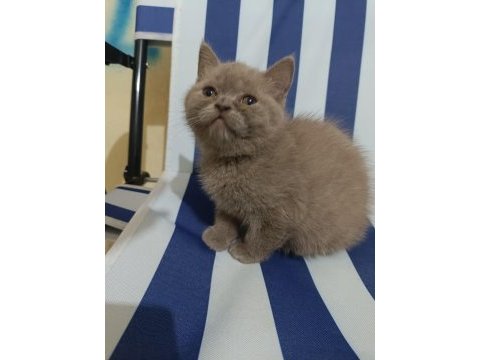 2 aylık british shorthair