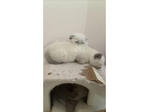 British shorthair blue point