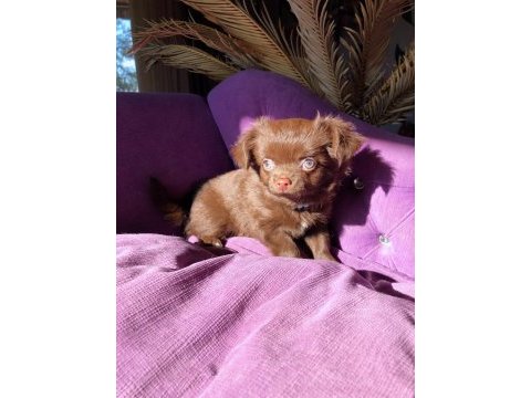Çikolata kız bebek chihuahua