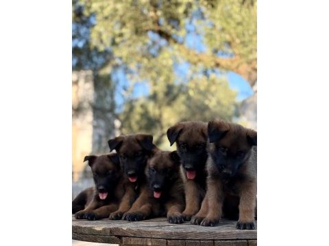 Irk ve saglık garantili malinois yavrular