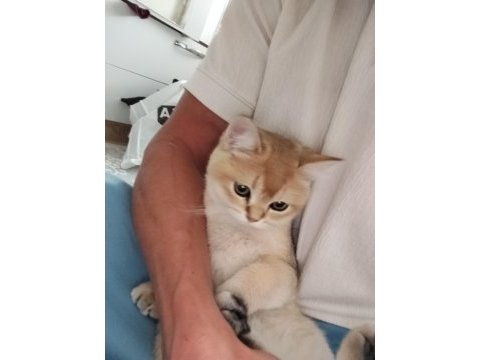 Safkan british shorthair