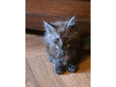 Maine coon pet scrlı ns erkek