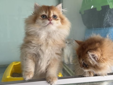 En güzel british longhair ve shorthair yavrularımız