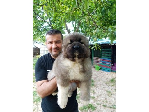 Kafkas çoban köpeği yavruları