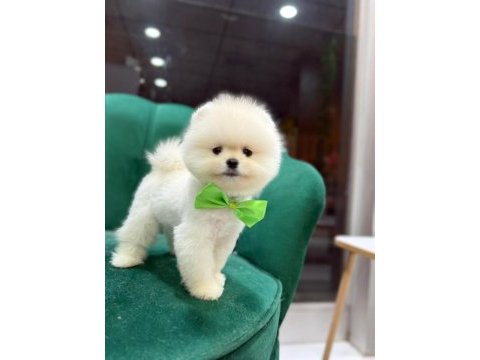 Ayı surat teddy bear boo yavrular