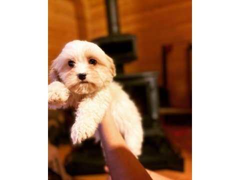 Maltipoo pamuk yavrularımız