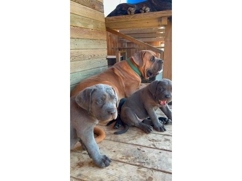 60 günlük a kalite cane corso bebek