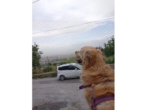 Yetişkin golden retriever yavru alınabilir