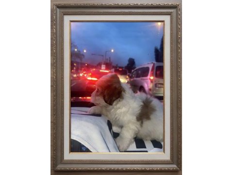 Morkie terrier yavrular izmir içi elden teslim