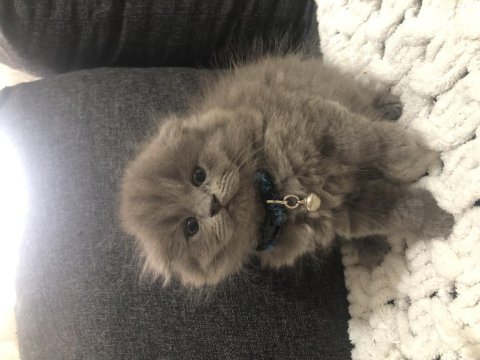 Saf kan scottish fold longhair yavrularım yuva arıyor
