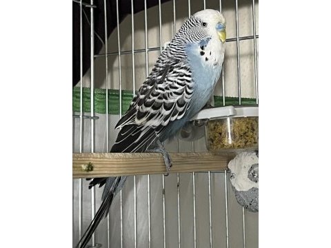 Jumbo erkek iri yerli dişi çift renkleri çok güzel muhabbet