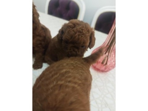 Safkan red brown toy kore poodle yavrular - üst kalite