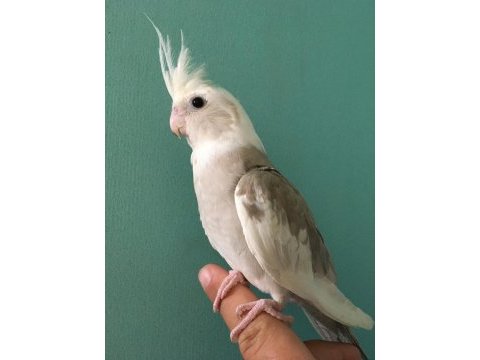 Islık calıyor %100 ev üretimi akıllı kuki erkek men sultan