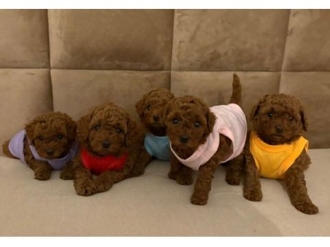 Toy poodle yavrular