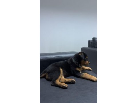Yavru rottweiler