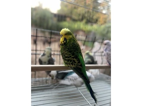 Şhow jumbo genç kuşlar