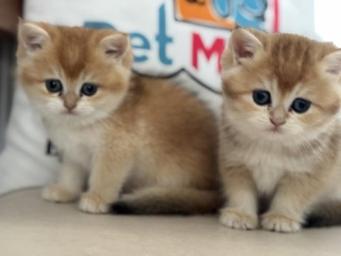 Ankaranın en güzel golden british shorthair yavruları