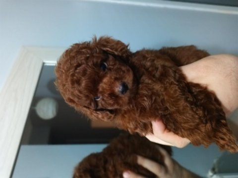 Kore tea cup poodle yavruları
