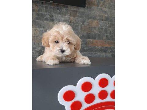 Tea cup maltipoo yavrulari istanbul 
