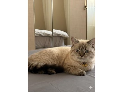 1 yaşında erkek british shorthair