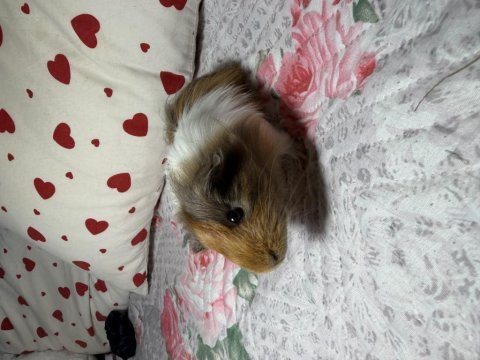 Minik ginepig safran bebişimiz