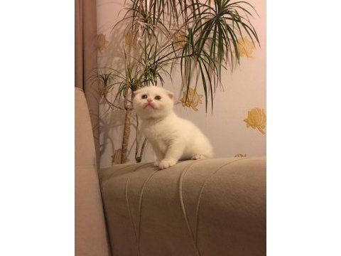 Scottish fold kardeşler (açıklamayı okuyun lütfen)