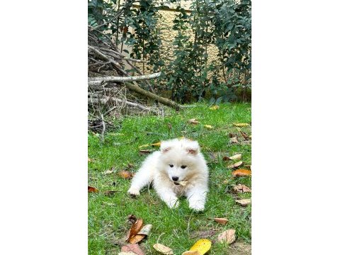 Kıf/fcı şecereli samoyed erkek yavru