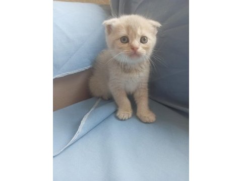 British shorthair / longhair ve scottish fold sahiplendirme