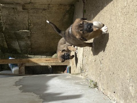 Dişi anadolu çoban köpeklerimiz yeni yuvasını arıyor
