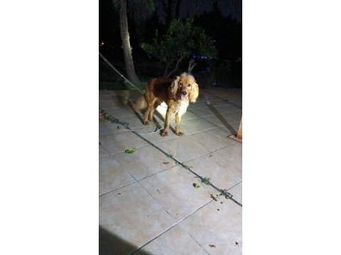 American cocker şehir değişikliğinden dolayı